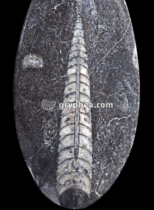Orthoceras - gryphea.org